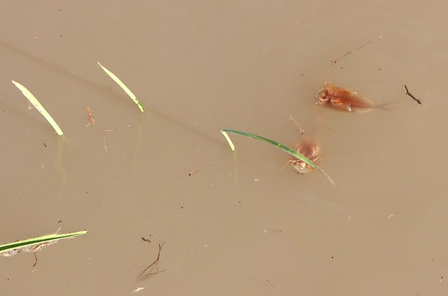 Cooperative Extension agricultural specialist Ian Grettenberger of the UC Davis Department of Entomology and Nematology has received a research grant from the California Department of Pesticide Regulation to study tadpole shrimp in rice. (Photo of tadpole shrimp by Ian Grettenberger)