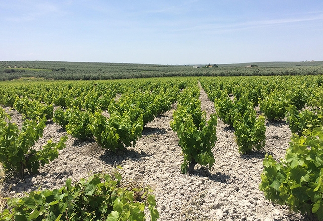 Vineyards in Comarca Montilla-Moriles, Córdoba, Spain. (Photo by Daniel Paredes)