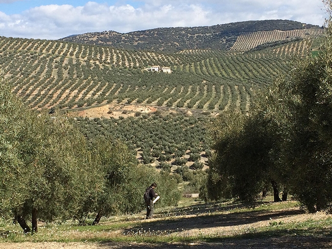 Olive orchards in Andalusia, Spain. (Photo by Daniel Paredes)