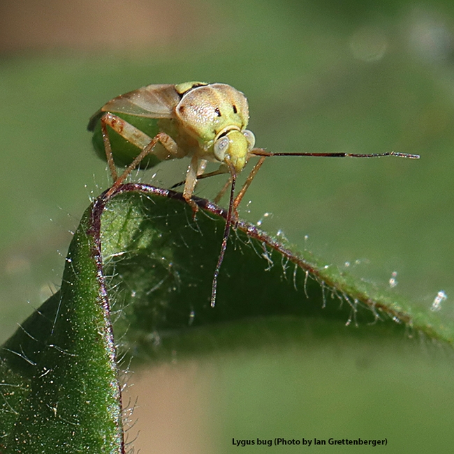 Lygus bug, a pest of cotton. (Photo by Ian Grettenberger)