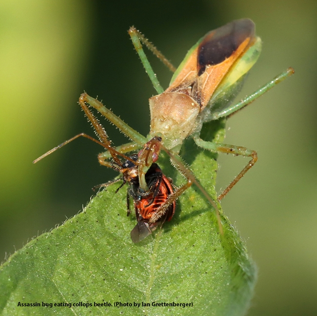An assassin bug in cotton eating a collops beetle. (Photo by Ian Grettenberger)