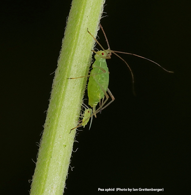 A pea aphid, a pest of alfalfa. (Photo by Ian Grettenberger)