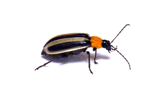 A striped cucumber beetle, a pest found on squash, cucumbers, melon and other crops. (Photo by Ian Grettenberger)