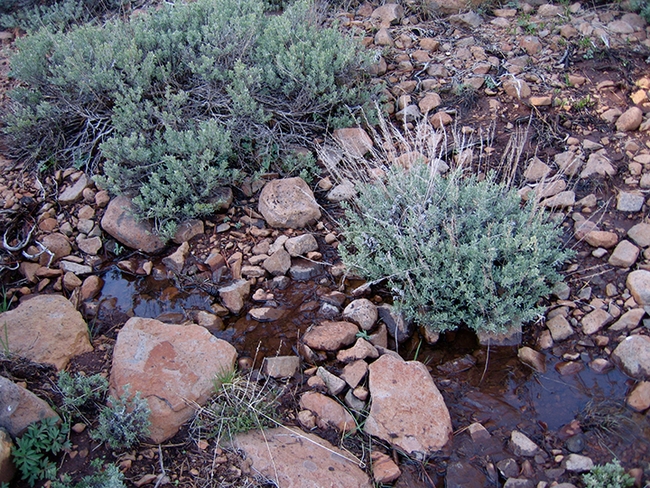 UC Davis ecologist Rick Karban, an international authority on plant communication, says that plants have personalities, that individual plants respond differently to alarm calls, just as individual animals do. This is sagebrush that Karban studies.(Photo by Rick Karban)