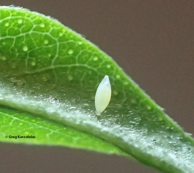 The egg of the California dogface butterfly. (Photo by Greg Kareofelas)