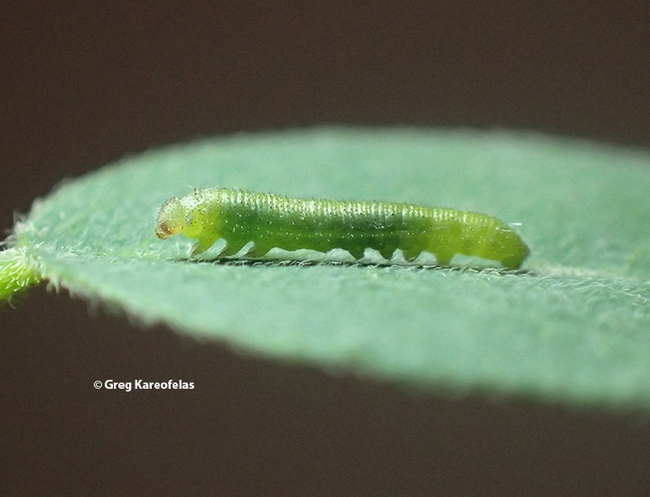 A small larva of the California dogface butterfly reared by Greg Kareofelas. It's a few days old. It's less than one-fourth of an inch. (Photo by Greg Kareofelas)