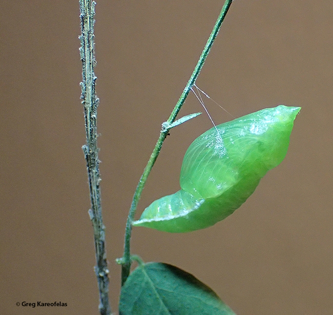 The chrysalis of a California dogface butterfly reared by Greg Kareofelas.  It's a camouflaged green for protection. (Photo by Greg Kareofelas)