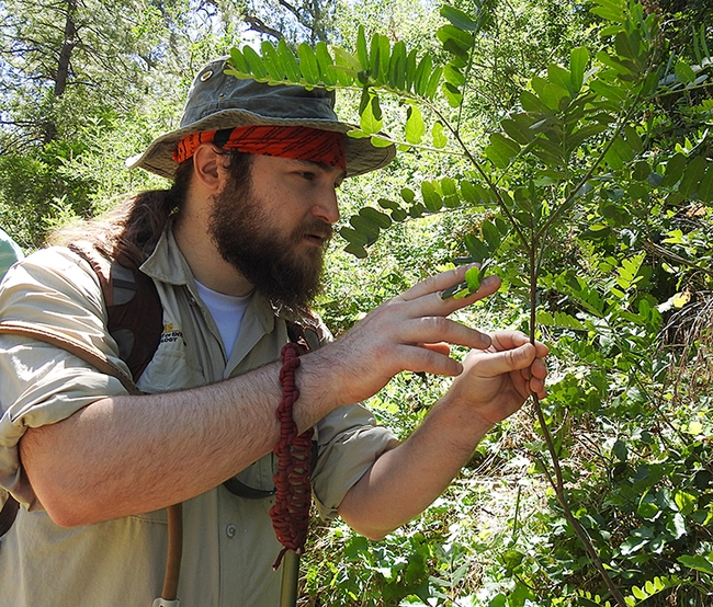 Entomologist Brennen Dyer, selected for a UC Davis Staff Assembly service award, checks out the host plant (false indigo, Amorpha californica) of the California dogface butterfly (Zerene eurydice) at its breeding ground in Auburn. (Photo by Kathy Keatley Garvey)