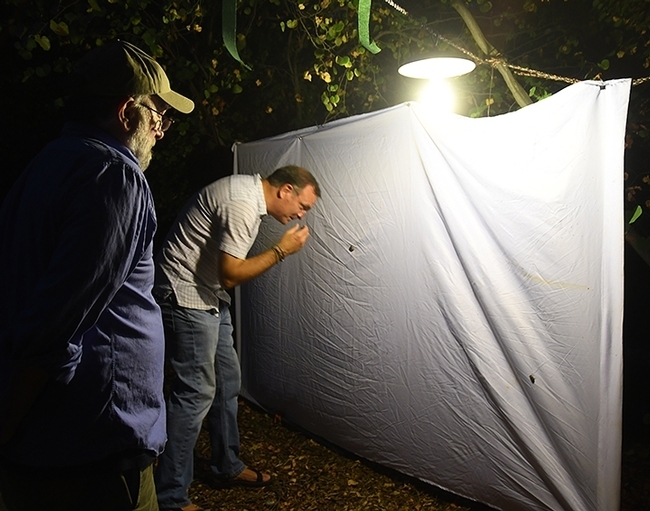 What's on the sheet? In this 2018 photo, UC Davis arachnologist Jason Bond checks for moths while 