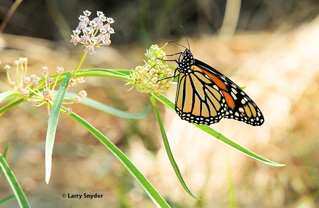 A monarch nectaring on native milkweed, Asclepias fascicularis, also known as the narrow-leafed milkweed, at the UC Davis research site. (Photo by Larry Snyder)