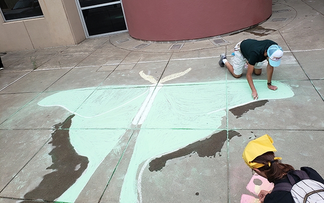 UC Davis students Francisco Basso (top) and Kyle Elshoff work on a luna moth on the sidewalk outside the Bohart Museum of Entomology, Academic Surge Building. (Photo by Tabatha Yang)