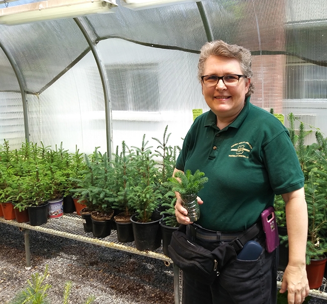 Research entomologist Melody Keena of the U.S. Forest Service's Northern Research Station, Hamden, Conn., is pictured in a greenhouse where 