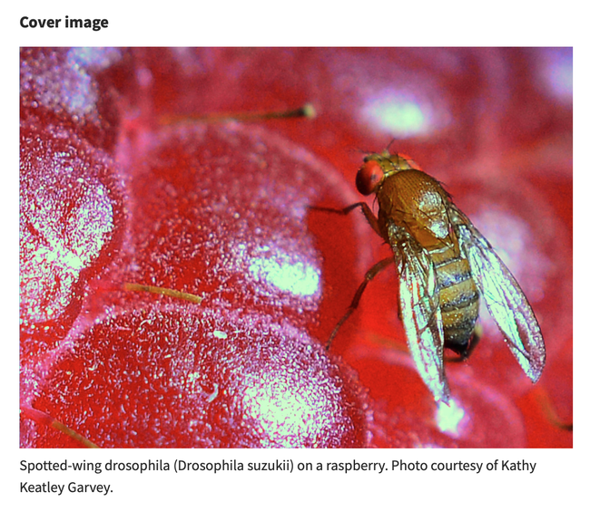 Cover image of the Journal of Economic Entomology. (Photo by Kathy Keatley Garvey)