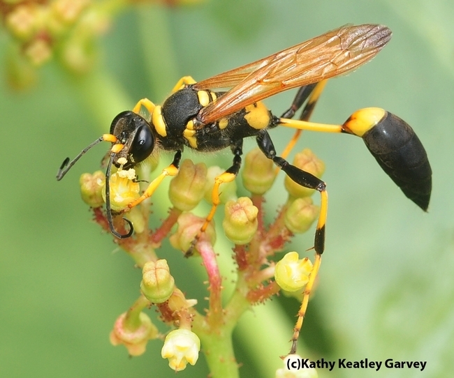 This is a mud dauber wasp, Sceliphron caementarium. (Photo by Kathy Keatley Garvey)
