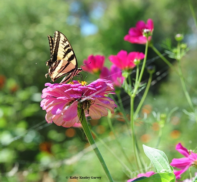 A Western tiger swallowtail is a frequent visitor to the UC Davis Bee Haven. This one is on a zinnia. Note the spider lurking beneath the blossom. (Photo by Kathy Keatley Garvey)