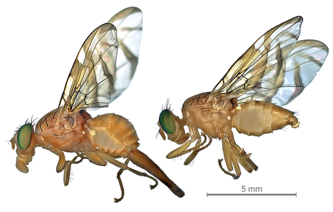 Lateral view of Mexican fruit fly, Anastrepha ludens: female (left) and male (right) by Jorge Valdez, Colegio de Postgraduados, Mexico. (Wikipedia   image)
