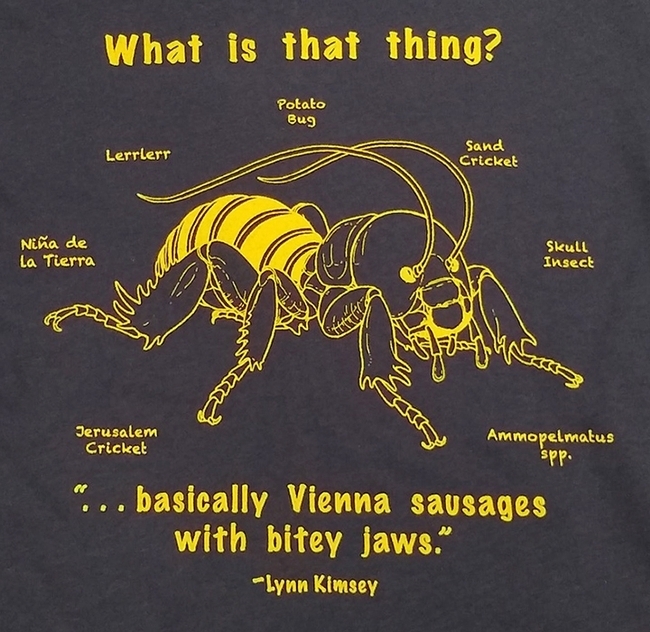 This illustration of a Jerusalem cricket, aka potato bug, is the work of Allen Chew, a UC Davis student. It adorns a Bohart t-shirt, available for sale in its gift shop. (Photo by Kathy Keatley Garvey)