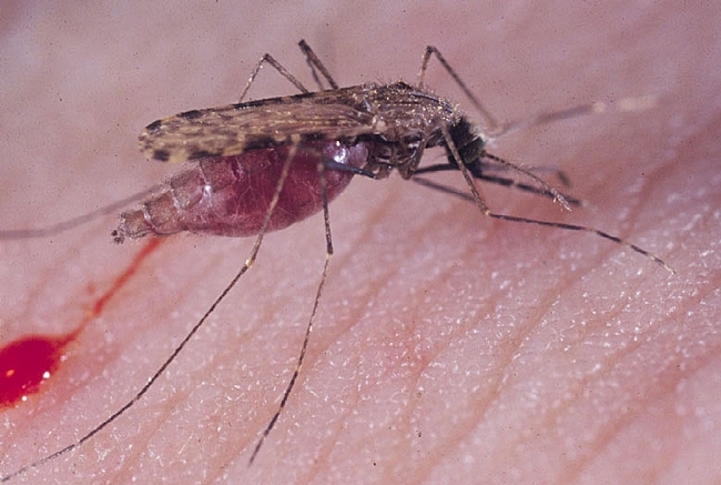 The malaria mosquito, Anopheles gambiae. (Photo by Anthony Cornel, UC Davis Department of Entomology and Nematology)