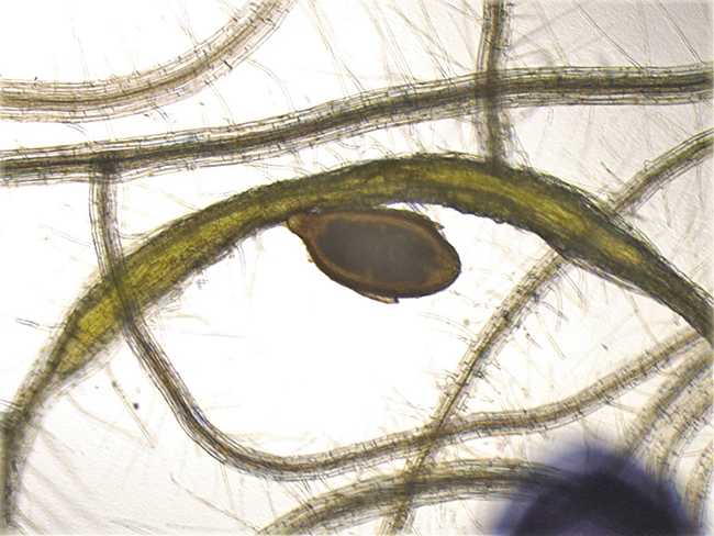 A cyst nematode infection of Arabidopsis roots. Arabidopsis, a member of the mustard family, Brassicaceae, is a flowering plant widely used as a model organism in plant biology. (Photo by Shahid Siddique)