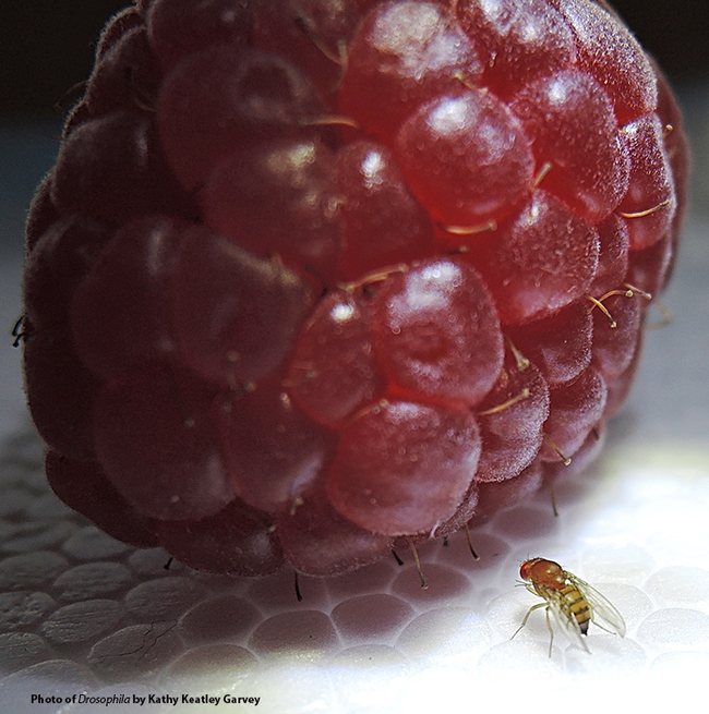A fruit fly edging toward a raspberry. This fruit fly is the spotted-wing Drosophila. (Photo by Kathy Keatley Garvey)