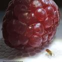 A fruit fly edging toward a raspberry. This fruit fly is the spotted-wing Drosophila. (Photo by Kathy Keatley Garvey)