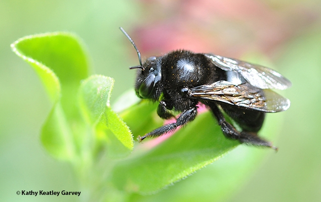 This is a female Xylocopa tabaniformis, the mountain carpenter bee. (Photo by Kathy Keatley Garvey)
