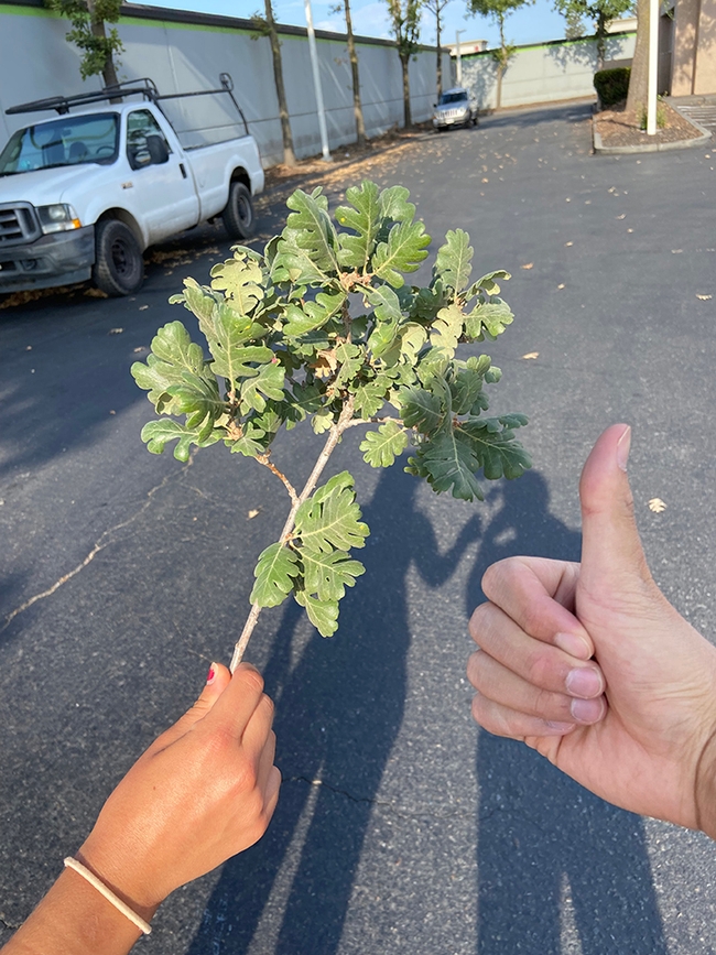 Vehicle pollution is associated with elevated insect damage to street trees, UC Davis researchers said in their paper published in the Journal of Applied Ecology. They studied insect damage to native oak trees.