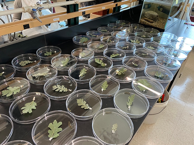 UC Davis lab experiments showed that caterpillars preferred the native oak leaves from the nearby streets and highways.