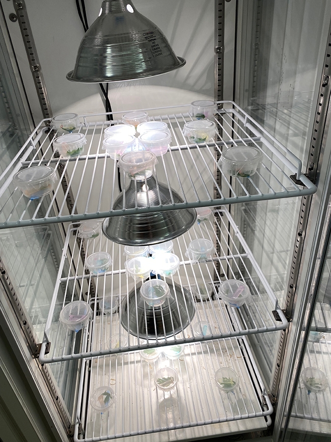 Gary Ge's experimental set up to test the effects of convective vs. radiant heating on Parnassius clodius larval development. (Photo by Gary Ge)