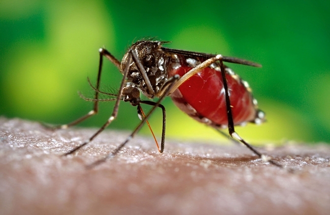 This is the yellow-fever mosquito, Aedes aegypti. (Image courtesy of Centers for Disease Control and Prevention)