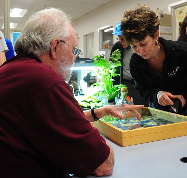 Pollinator enthusiast Ria de Grassi of Davis won the 2023 Robbin Thorp Memorial First-Bumble-Bee-of-the-Year Contest. Here she confers with Thorp, distinguished emeritus professor of entomology, in this image taken in 2017 at a Bohart Museum of Entomology open house. (Photo by Kathy Keatley Garvey)