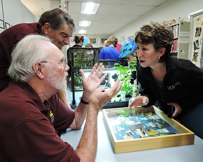 Robbin Thorp, 1933-2019, distinguished emeritus professor of entomology, talks to Ria de Grassi about an unusual carpenter bee she found in her yard in Davis, in this 2017 image taken at the Bohart Museum of Entomology. (Photo by Kathy Keatley Garvey)