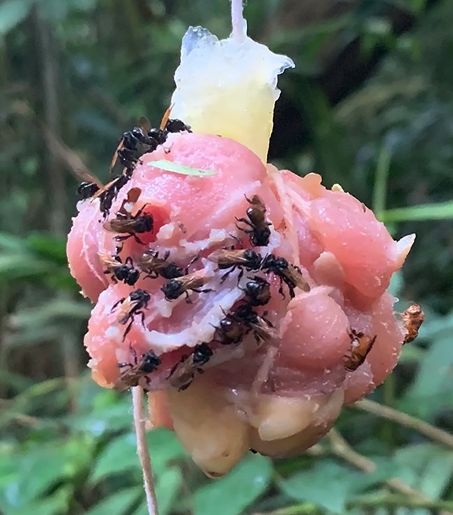 Stingless bees in Costa Rico dining on chicken bait. (Photo by Quinn McFrederick, UC Riverside)