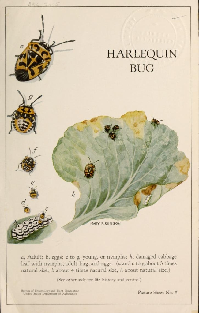 This Mary Foley Benson illustration for the USDA is titled 