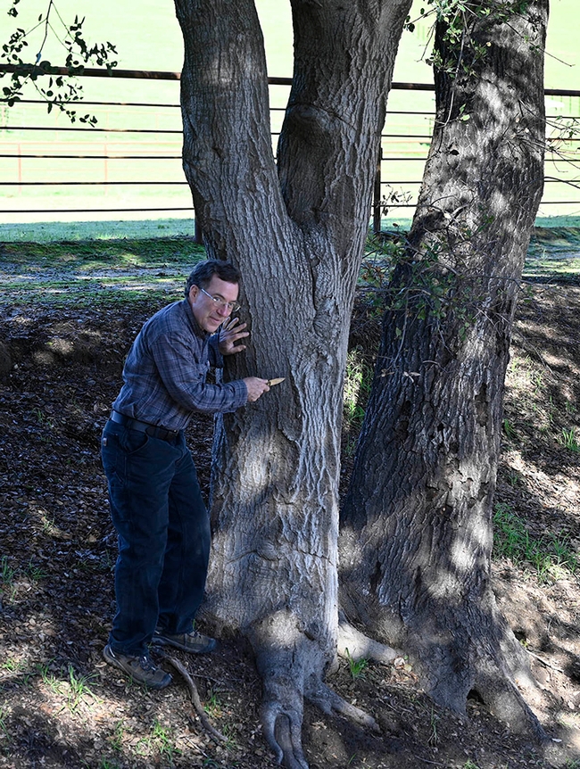 Cal Fire senior environmental specialist Curtis Ewing examining a coast live oak with cankers and flatheaded borer damage.