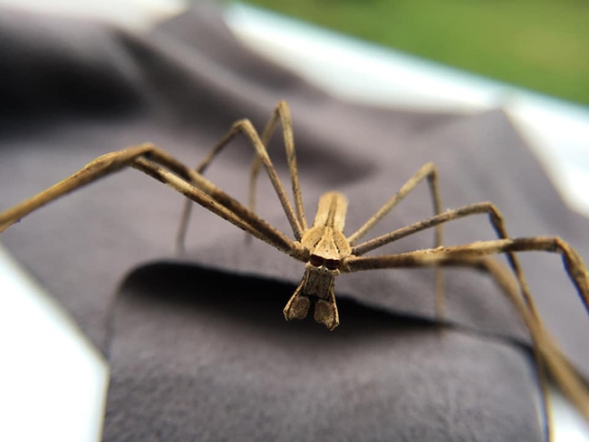 A net-casting spider, Deinopidae. (Photo courtesy of Lisa Chamberland)