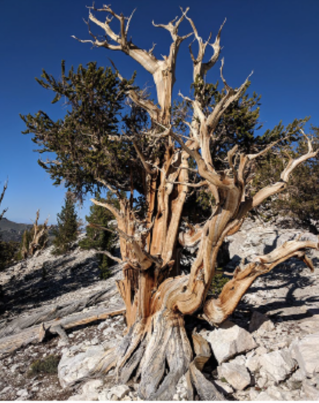A bristlecone pine tree attacked by bark beetles. (Photo courtesy of Justin Runyon)