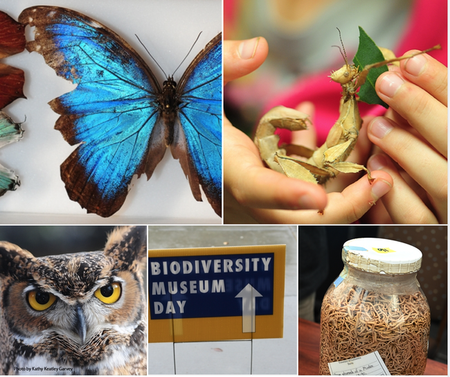 The UC Davis Biodiversity Museum Day will showcase 11 museums or collections. (Photos by Kathy Keatley Garvey)