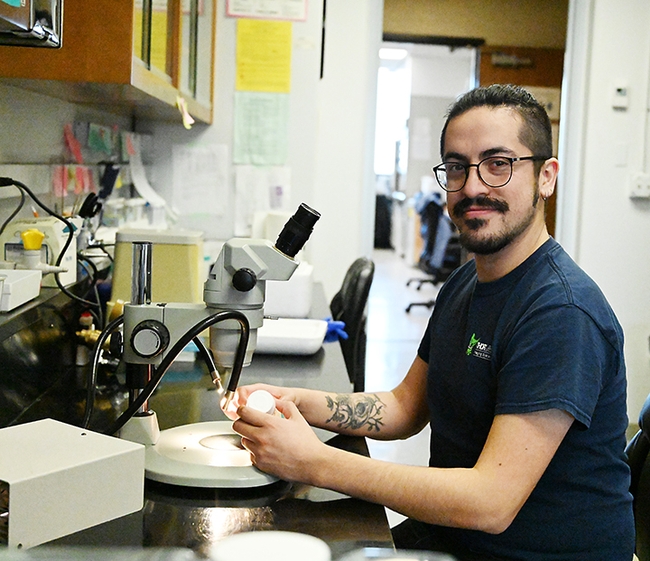 UC Davis postdoctoral researcher Sergio Hidalgo Sotelo at work in the Chiu lab in Storer Hall. (Photo by Kathy Keatley Garvey)