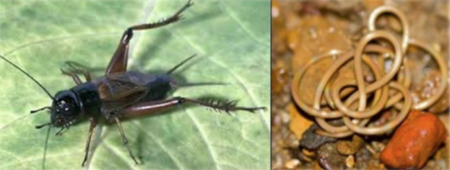 Creighton University biologist Amy Worthington will show these two illustrations at her seminar:  At left is a sand field cricket, Gryllus firmus, and at right, a  horsehair worm, Paragordius varius.