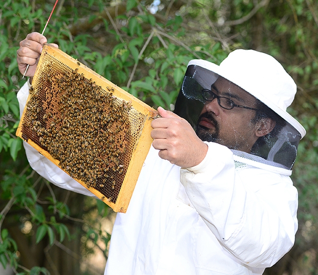 Bee scientist Brian Johnson examining a frame in the apiary of the Harry H. Laidlaw Jr. Honey Bee Research Facility. (Photo by Kathy Keatley Garvey)