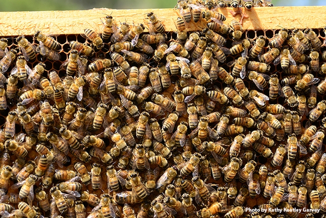 Close-up of honey bees. (Photo by Kathy Keatley Garvey)