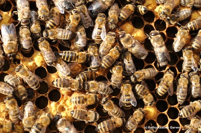 Worker bees performing tasks inside a colony. (Photo by Kathy Keatley Garvey)