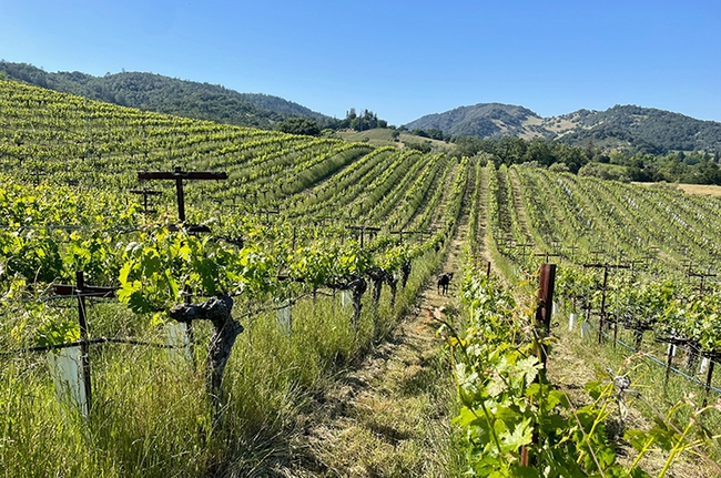 A view of the Matthiasson Winery vineyards. UC Davis urban landscape entomologist Emily Meineke says a pending mural project at the winery will showcase 18 different insects that inhabit the vineyards. (Photo by Emily Meineke)