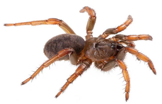 This is the Barack Obama Trapdoor Spider, Aptostichus barackobamai, that Professor Jason Bond named and which Bond, Lacie Newton an other arachnologists study. This is a spider from Sonoma County. (Photo courtesy of Jason Bond)
