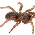 This is the Barack Obama Trapdoor Spider, Aptostichus barackobamai, that Professor Jason Bond named and which Bond, Lacie Newton an other arachnologists study. This is a spider from Sonoma County. (Photo courtesy of Jason Bond)