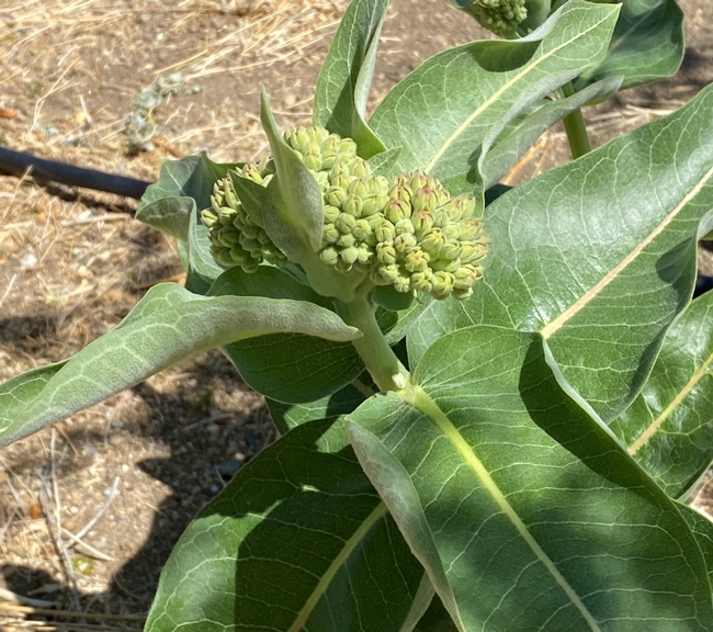 A milkweed blossom just before its buds oppen