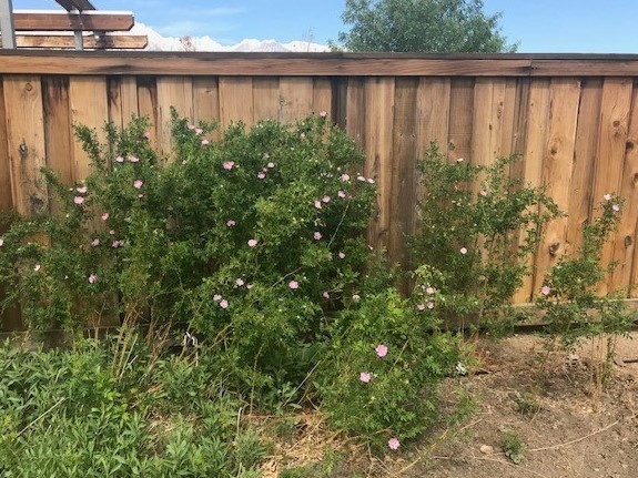 A native rose bush with pink blossoms in front of a wall.