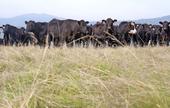 To better understand individual grazing patterns, researchers went to the UC Sierra Foothill Research and Extension Center in Browns Valley and tracked 50 beef cows fitted with GPS collars. File photo by Ray Lucas