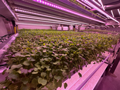 Controlled environment agriculture is used to grow a variety of foods, including leafy greens, herbs, tomatoes, cucumbers, peppers, berries and specialty crops like microgreens and mushrooms. Photo by Hanif Houston